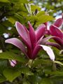 Magnolia liliflora Nigra-6 Magnolia purpurowa